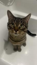Lost Male Cat last seen Near the dollorama , Montréal, QC H4V