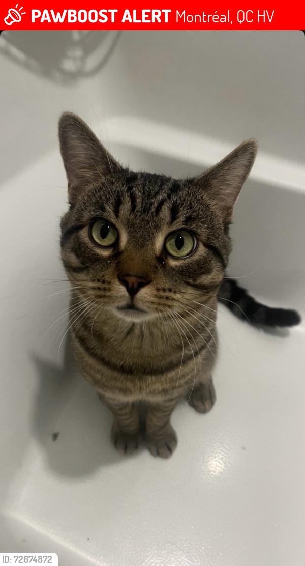 Lost Male Cat last seen Near the dollorama , Montréal, QC H4V