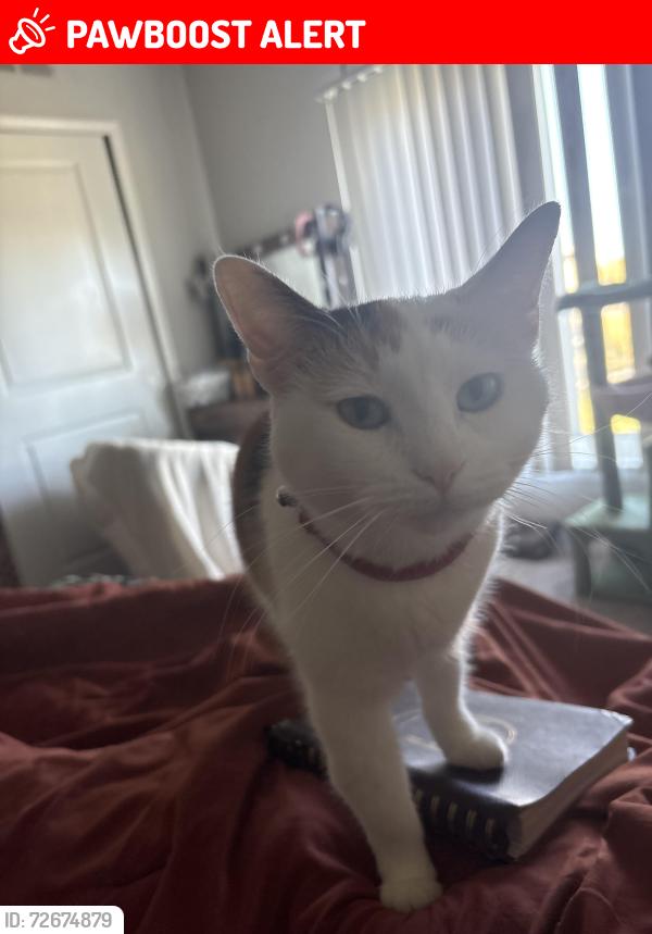 Lost Female Cat last seen Windor Way and Military Trail, West Palm Beach, FL 33409