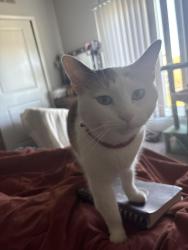 Lost Female Cat last seen Windor Way and Military Trail, West Palm Beach, FL 33409