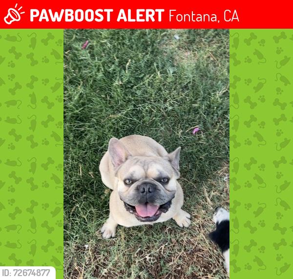 Lost Male Dog last seen Last seen near the intersection of Randall Avenue and Sierra Avenue, close to EG Driving School, Fontana, CA 92335