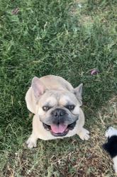 Lost Male Dog last seen Last seen near the intersection of Randall Avenue and Sierra Avenue, close to EG Driving School, Fontana, CA 92335