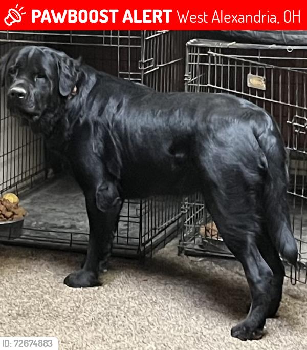 Lost Male Dog last seen Near , West Alexandria, OH 45381