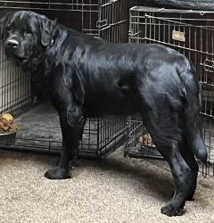 Lost Male Dog last seen Near , West Alexandria, OH 45381