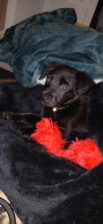 Lost Male Dog last seen Gloria drive, Sacramento, CA 95831