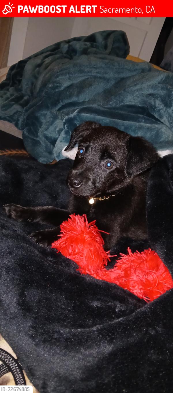 Lost Male Dog last seen Gloria drive, Sacramento, CA 95831