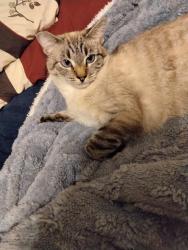 Lost Female Cat last seen Country village rd, Jurupa Valley, CA 91752