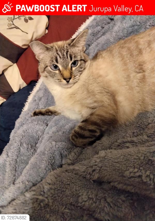 Lost Female Cat last seen Country village rd, Jurupa Valley, CA 91752