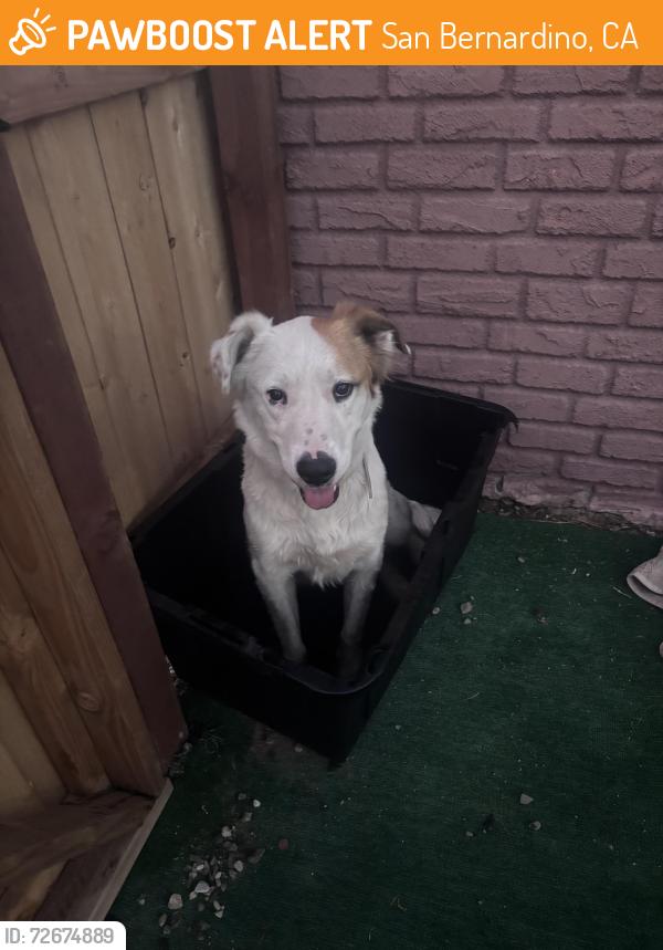 Found/Stray Male Dog last seen Baseline and E st , San Bernardino, CA 92405