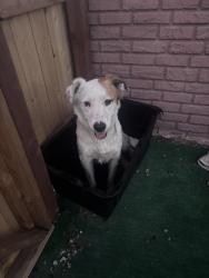 Found/Stray Male Dog last seen Baseline and E st , San Bernardino, CA 92405