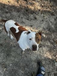 Lost Female Dog last seen Beulah Rd, Tellico Plains Tn, Monroe County, TN 37385