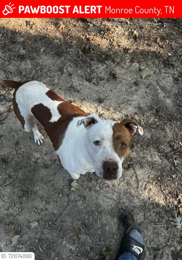 Lost Female Dog last seen Beulah Rd, Tellico Plains Tn, Monroe County, TN 37385