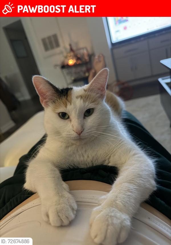 Lost Female Cat last seen Portofino way , West Palm Beach, FL 33409