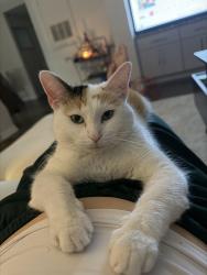 Lost Female Cat last seen Portofino way , West Palm Beach, FL 33409