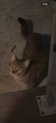 Found/Stray Female Cat last seen Raley Blvd and Bell Ave, Sacramento, CA 95838