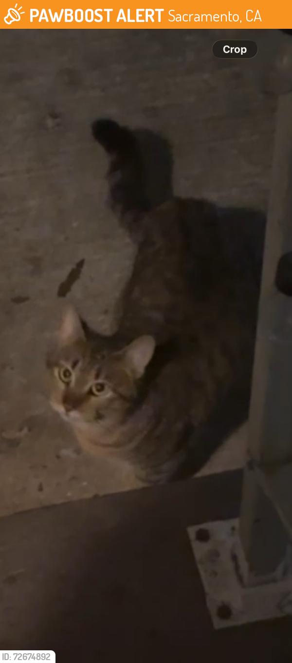 Found/Stray Female Cat last seen Raley Blvd and Bell Ave, Sacramento, CA 95838