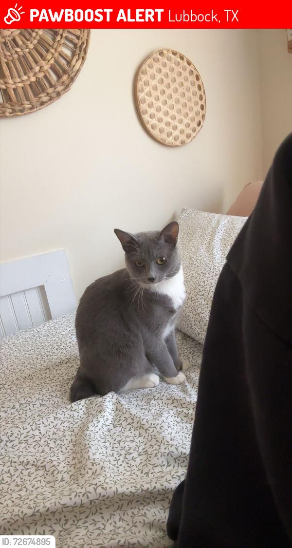 Lost Female Cat last seen The Republic Lubbock, Lubbock, TX 79415