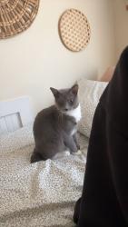 Lost Female Cat last seen The Republic Lubbock, Lubbock, TX 79415