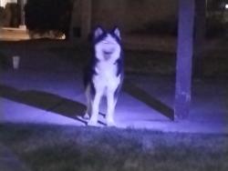 Found/Stray Unknown Dog last seen Molina /Andrews victorville , Victorville, CA 92395