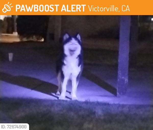 Found/Stray Unknown Dog last seen Molina /Andrews victorville , Victorville, CA 92395