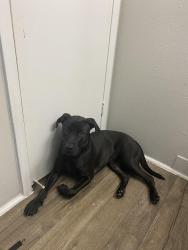 Lost Male Dog last seen Pinemont , north Fairbanks , Houston, TX 77092