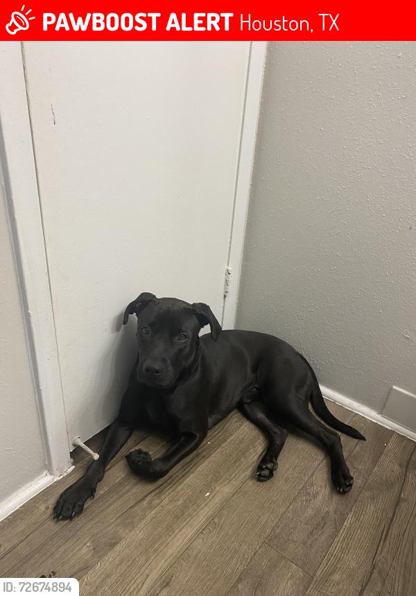 Lost Male Dog last seen Pinemont , north Fairbanks , Houston, TX 77092