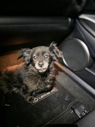 Found/Stray Male Dog last seen Sid Hunter , Senoia, GA 30276