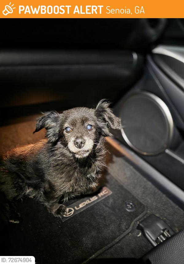 Found/Stray Male Dog last seen Sid Hunter , Senoia, GA 30276