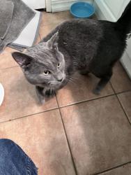 Found/Stray Male Cat last seen Near Lakes and Oak Grove, Lapeer County, MI 48461
