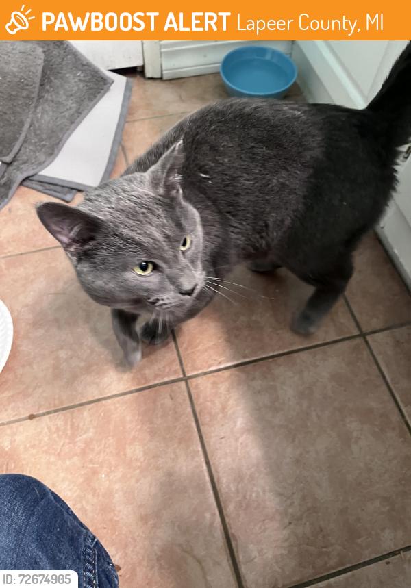 Found/Stray Male Cat last seen Near Lakes and Oak Grove, Lapeer County, MI 48461