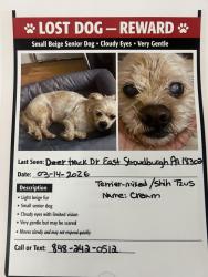 Lost Male Dog last seen Near deer track drive east stroudburg, East Stroudsburg, PA 18302