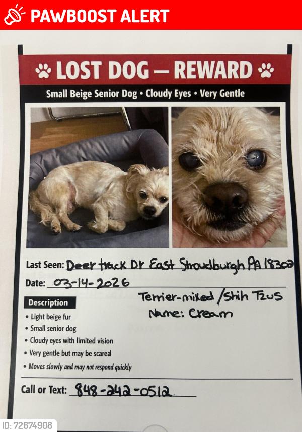 Lost Male Dog last seen Near deer track drive east stroudburg, East Stroudsburg, PA 18302