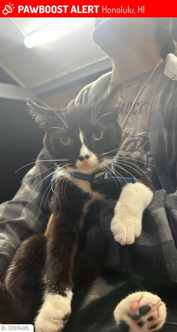 Lost Male Cat last seen Ocean view drive, Honolulu, HI 96816