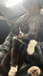 Lost Male Cat last seen Ocean view drive, Honolulu, HI 96816