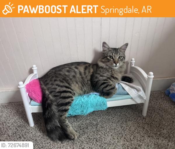 Found/Stray Male Cat last seen Near 10 box in Springdale , Springdale, AR 72764