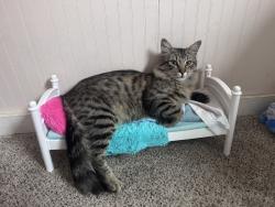 Found/Stray Male Cat last seen Near 10 box in Springdale , Springdale, AR 72764