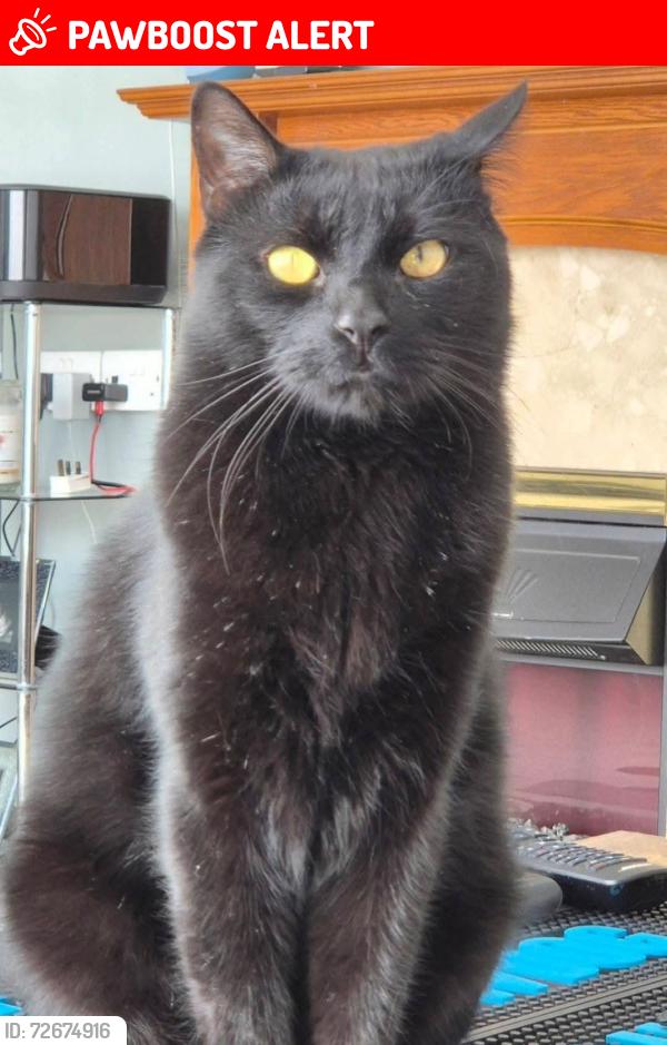 Lost Male Cat last seen Lizard walk, Plymouth, England PL6 6HB