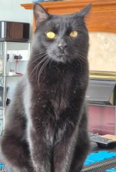 Lost Male Cat last seen Lizard walk, Plymouth, England PL6 6HB