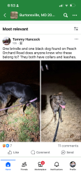 Found/Stray Female Dog last seen Peach orchard road & Kings Housw Road, Cloverly, MD 20905