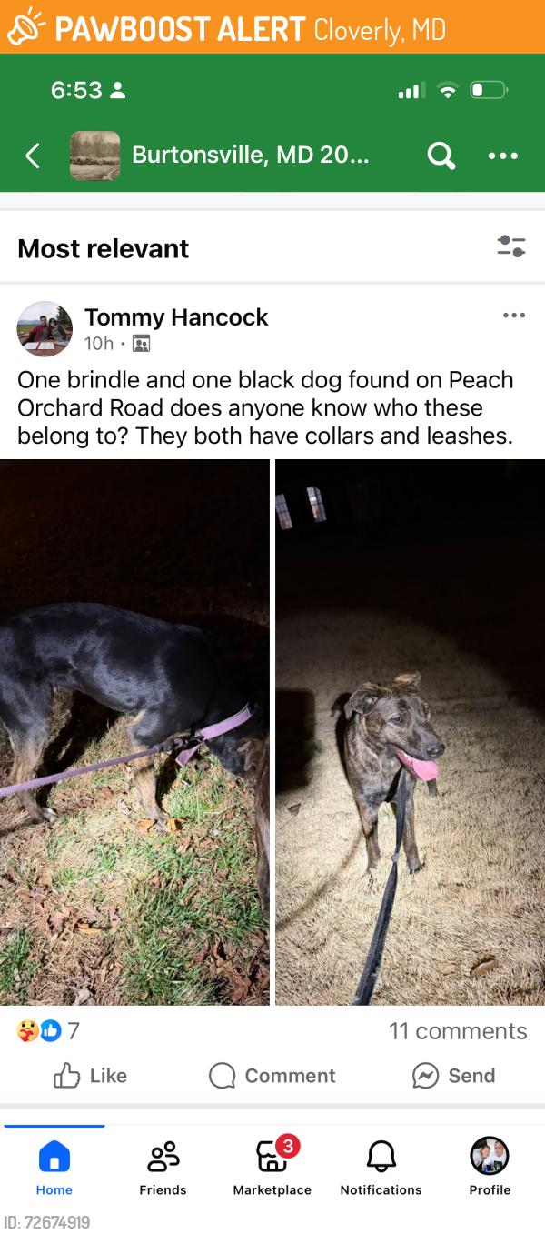 Found/Stray Female Dog last seen Peach orchard road & Kings Housw Road, Cloverly, MD 20905