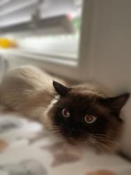 Lost Male Cat last seen Flinders Avenue , Camden South, NSW 2570