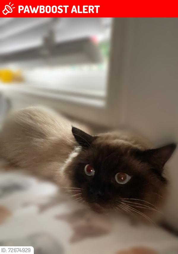 Lost Male Cat last seen Flinders Avenue , Camden South, NSW 2570