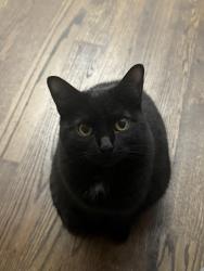 Lost Female Cat last seen Hermitage and 37th, Chicago, IL 60609