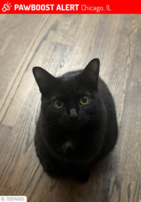 Lost Female Cat last seen Hermitage and 37th, Chicago, IL 60609
