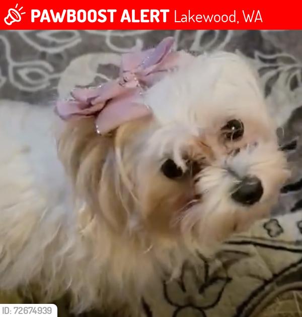Lost Female Dog last seen Near the Lowe’s in Lakewood, Lakewood, WA 98499