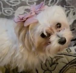 Lost Female Dog last seen Near the Lowe’s in Lakewood, Lakewood, WA 98499