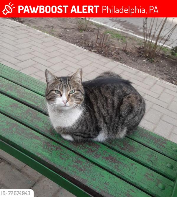 Lost Female Cat last seen 19th Street near the art quarter, Philadelphia, PA 19102