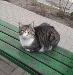 Lost Female Cat last seen 19th Street near the art quarter, Philadelphia, PA 19102