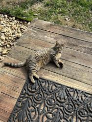 Lost Female Cat last seen Near Westinghouse road beside exit 13 Moonlight, Abingdon, VA 24210