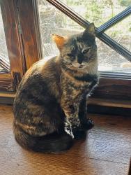 Lost Female Cat last seen Crestwood North , Birmingham, AL 35212